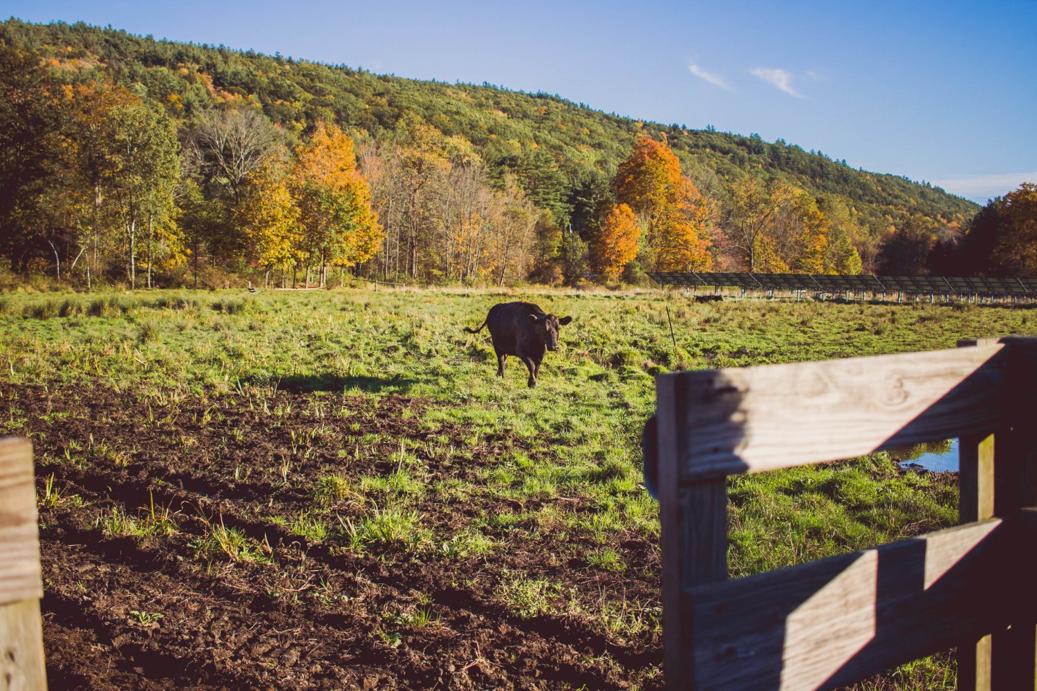 Black cow grazing in a grassy field with autumn trees.